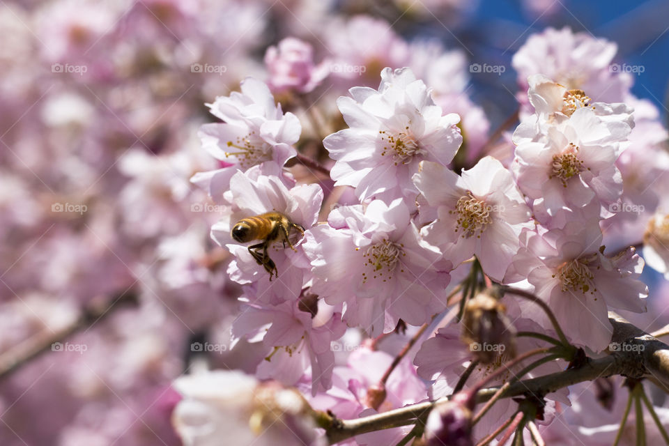 Bee on cheery blossom tree