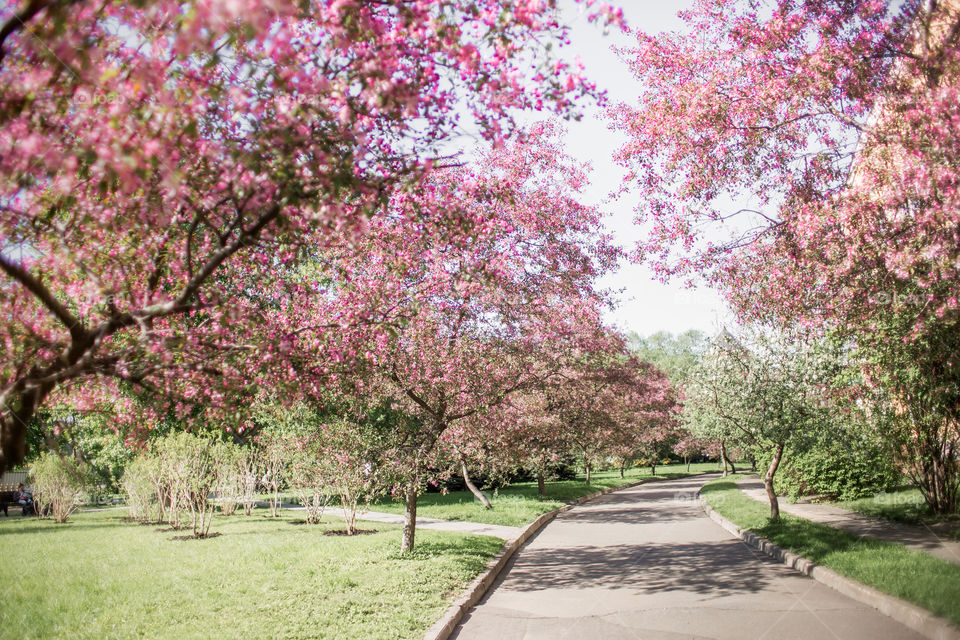 Blossom alley of crabapple at sunny day