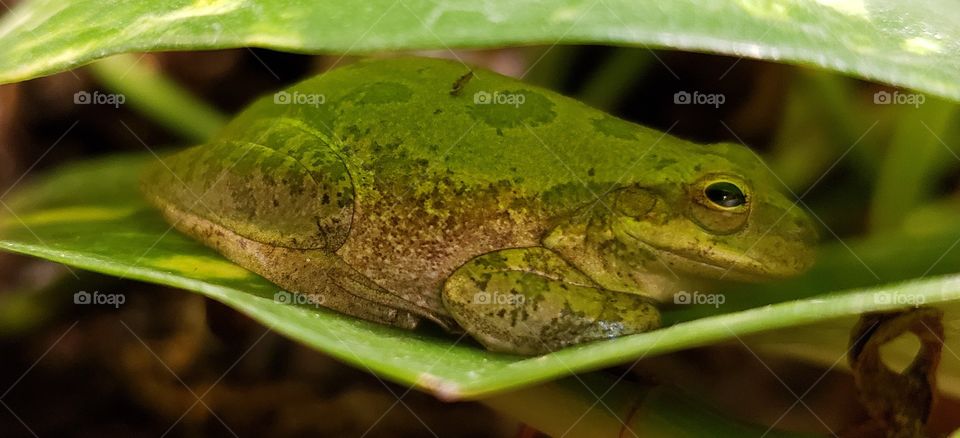 American Tree Frog