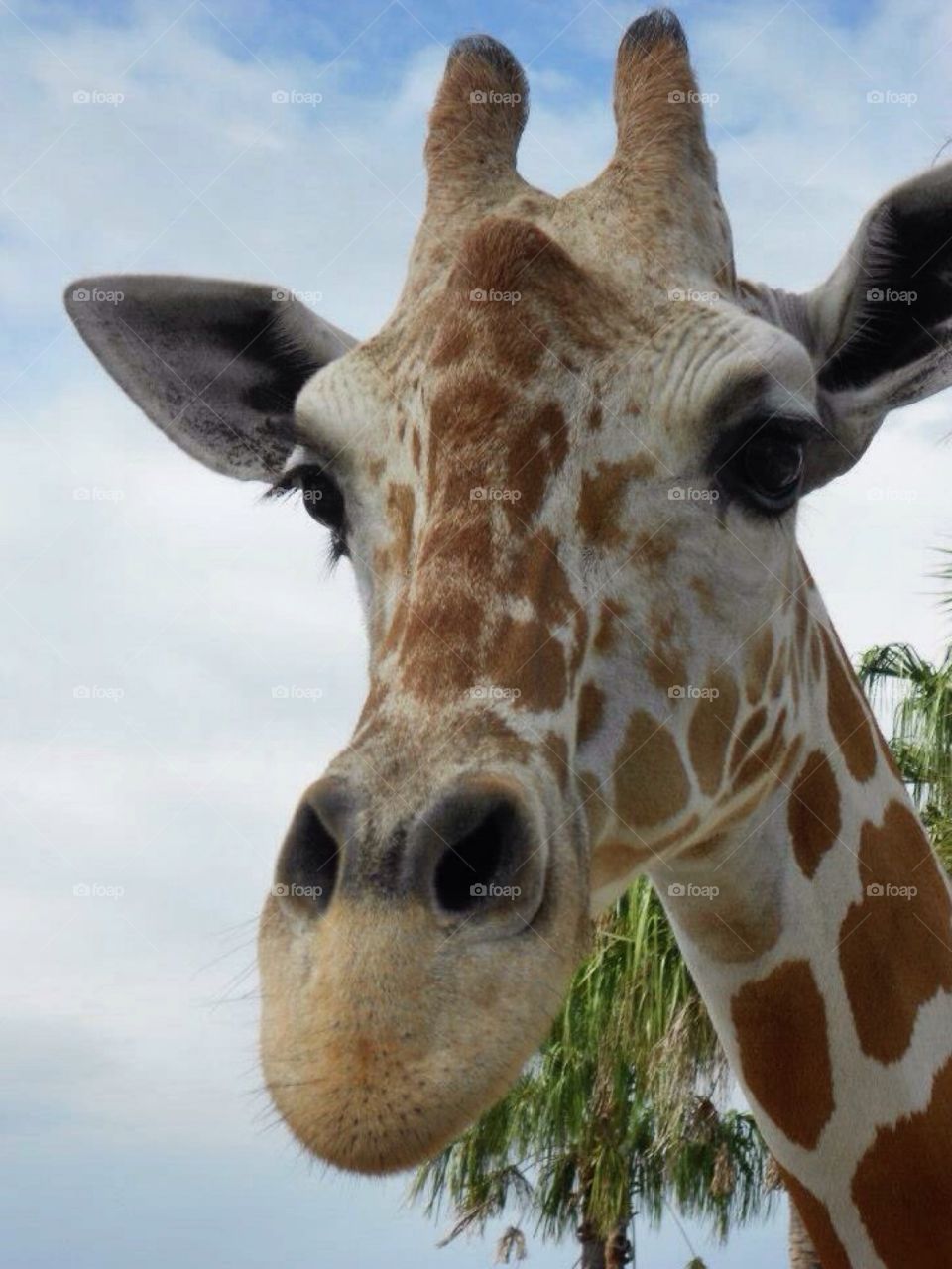 Giraffe