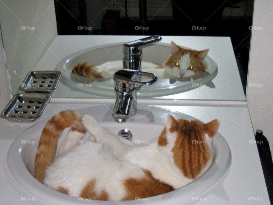 Cat in the sink