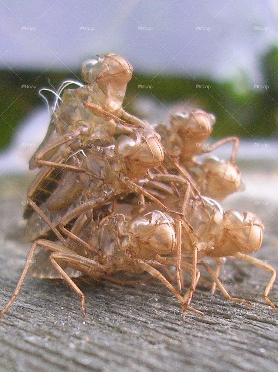 Dragonfly Scrum II. The pyramid express: we are greater than me.