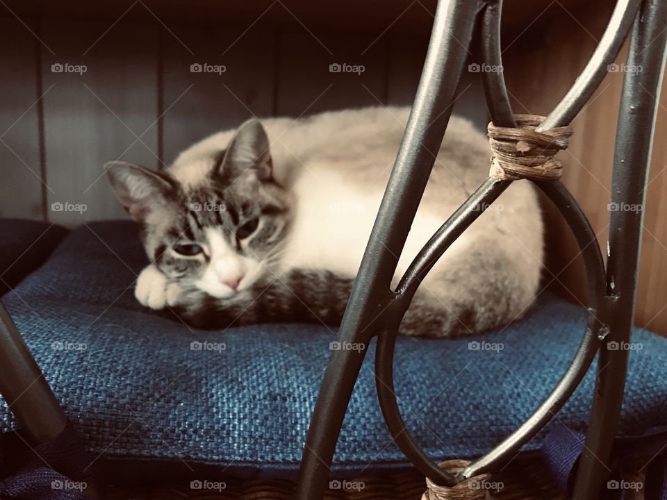Neve’s favorite place to sleep - on the chair under the table