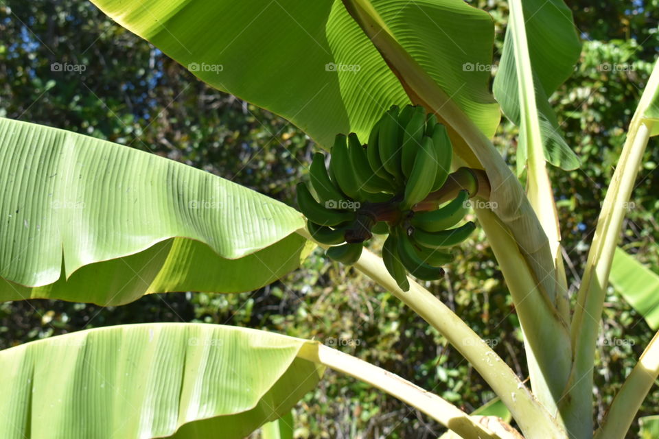 banana tree
