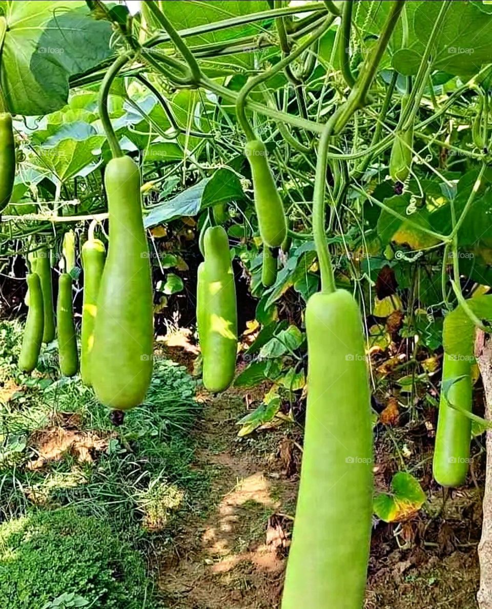 A most beautiful and attractive view in the farm.