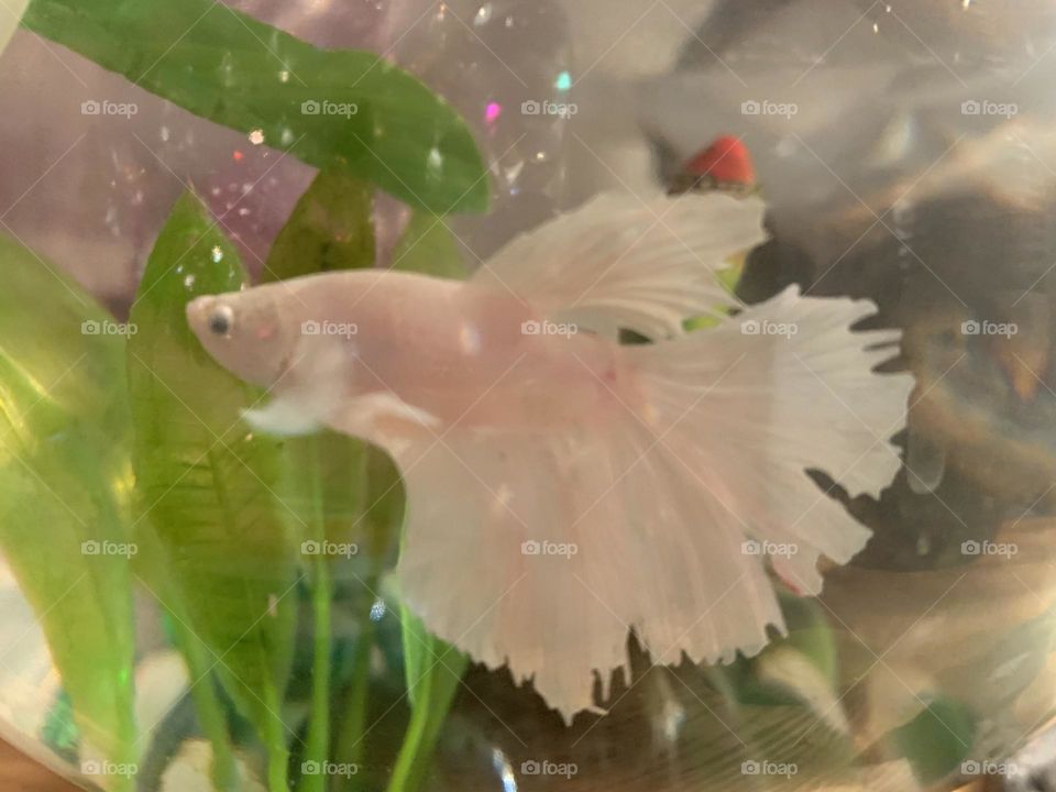 Beautiful Betta