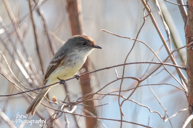 Eastern Phoebe