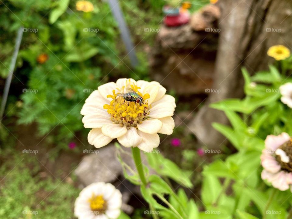 Yellow flower with a fly on it