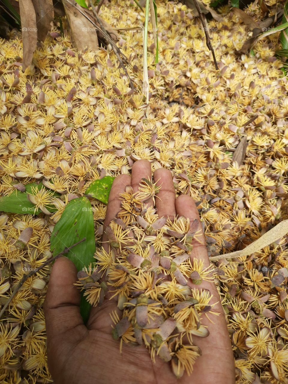 flowers of the Caryota urens tree fall beautifully...