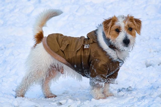 A Jack Russell terrier at snow