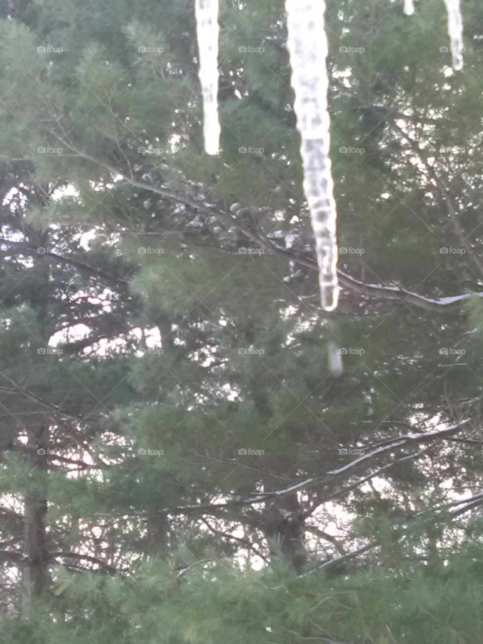Winter Icicles and Pines