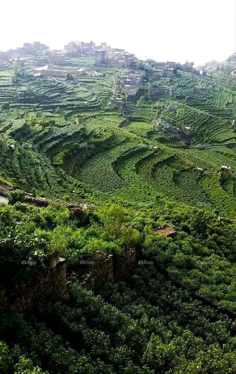 A very beautiful picture, and there is no better picture than it. There is no better picture of green herbs and colorful, red and white roses than it. Glory be to God, the natural and picturesque view, and there is no more