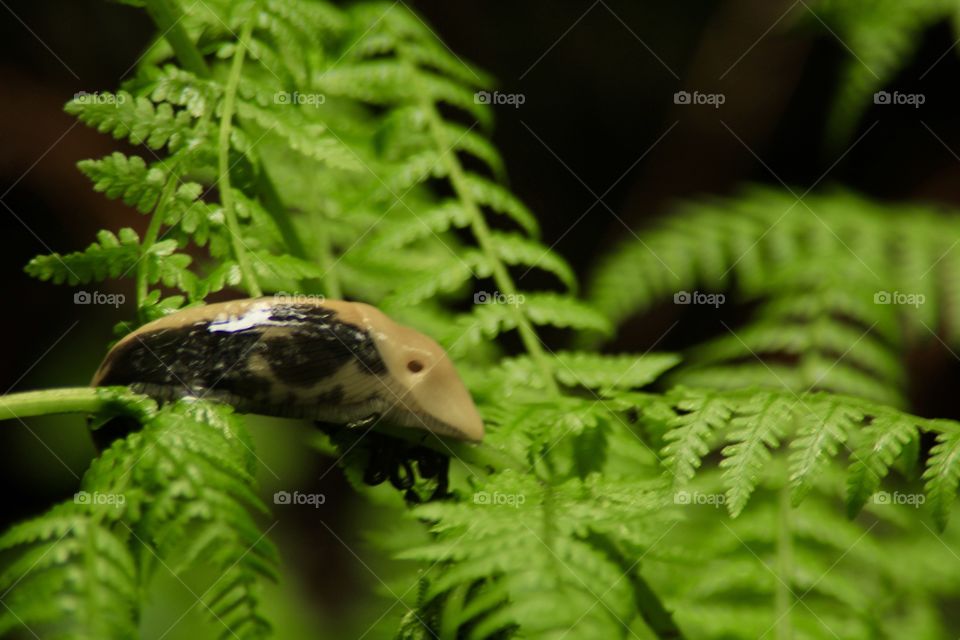 Caught this slug out of the corner of my eye in the redwoods of Northern California. Casually hanging on a fern, life in the woods moves a little slower, maybe we can learn something about our own lives from watching nature
