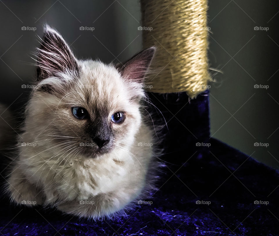 kitten resting on stand