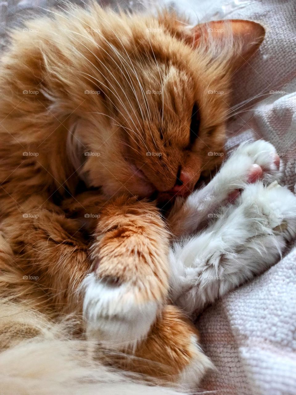 ginger cat, sleeping cat, midsection, ginger, animal, pets, friend, family member