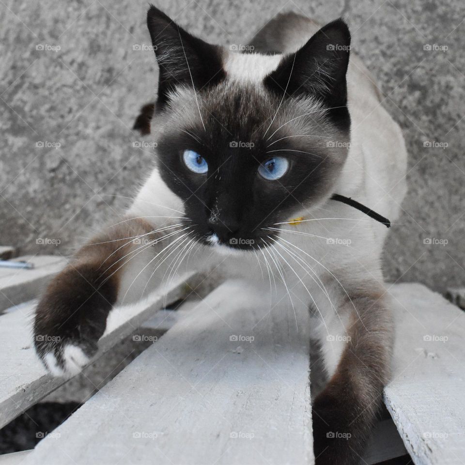 The cat will not be stopped by a fence. Naughty cat jumping the fence. Cute small cat black grey cream cat. Cat with beautiful blue eyes. Cat wears a small bell around the neck. Domesticated cat at home with people and humans. 