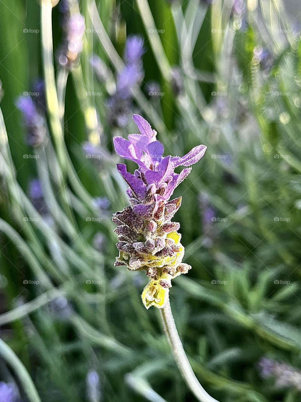 Springtime Lavender Flower