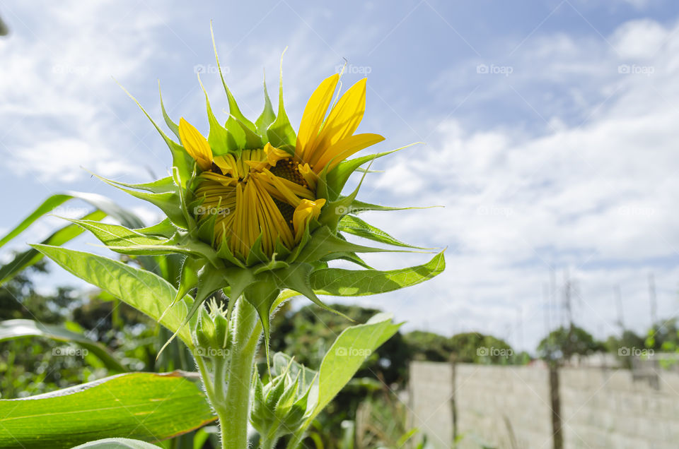 Partial Open Sunflour Head