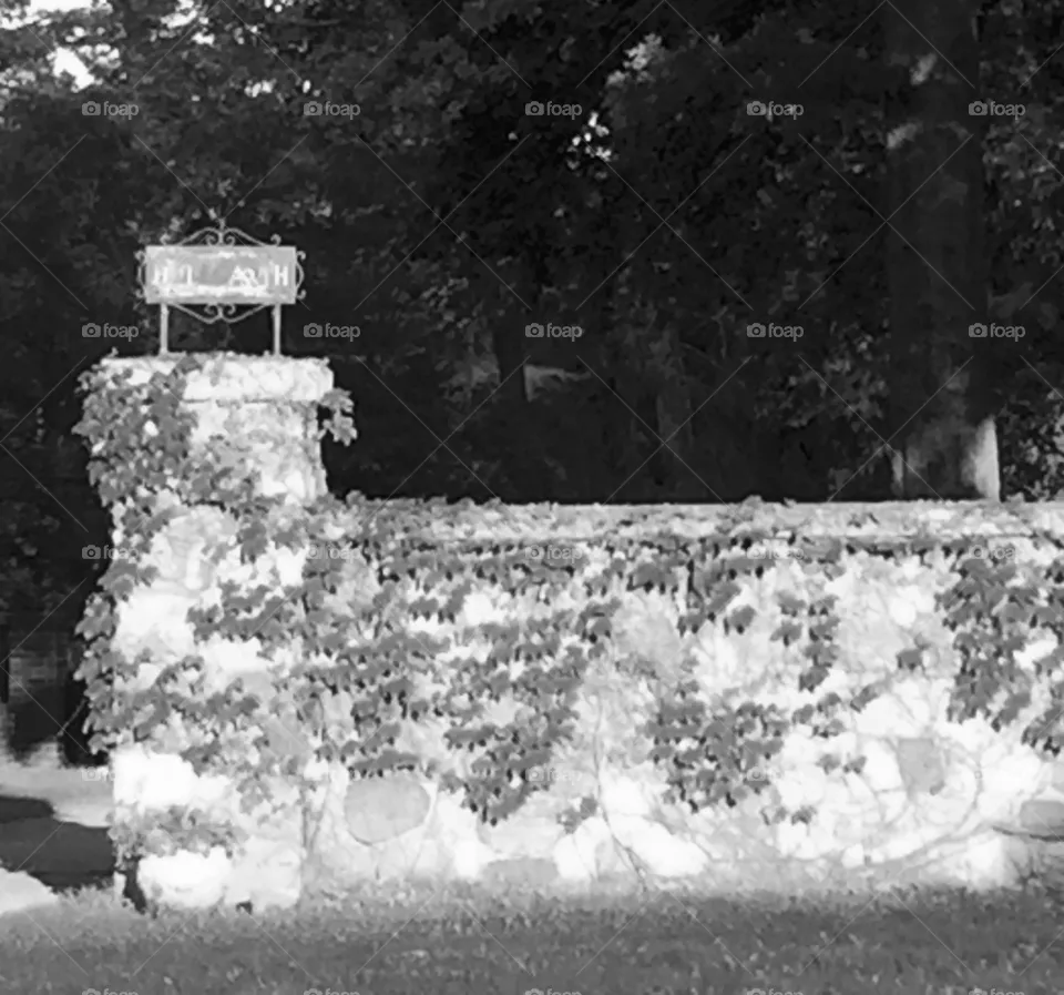 Wall w ivy 