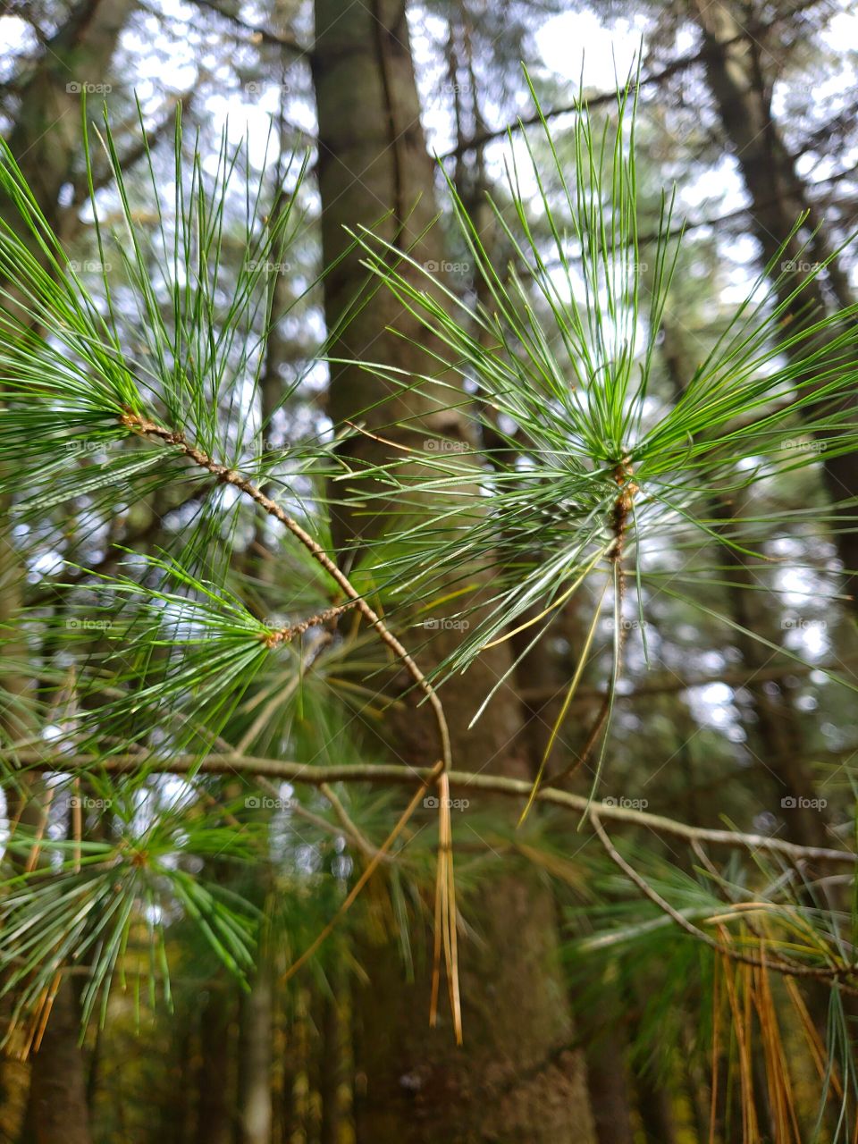 close up pine branches