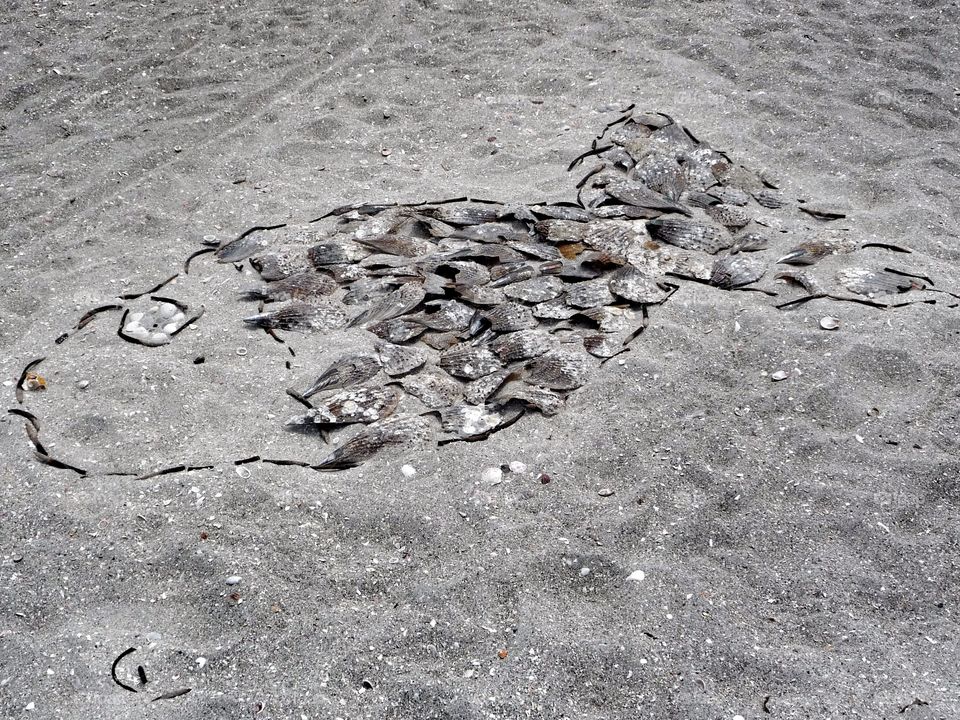 The Mussels Fish. This beautiful mussels fish has been created by a young artist on Sanibel Island (the mussels island in Florida.