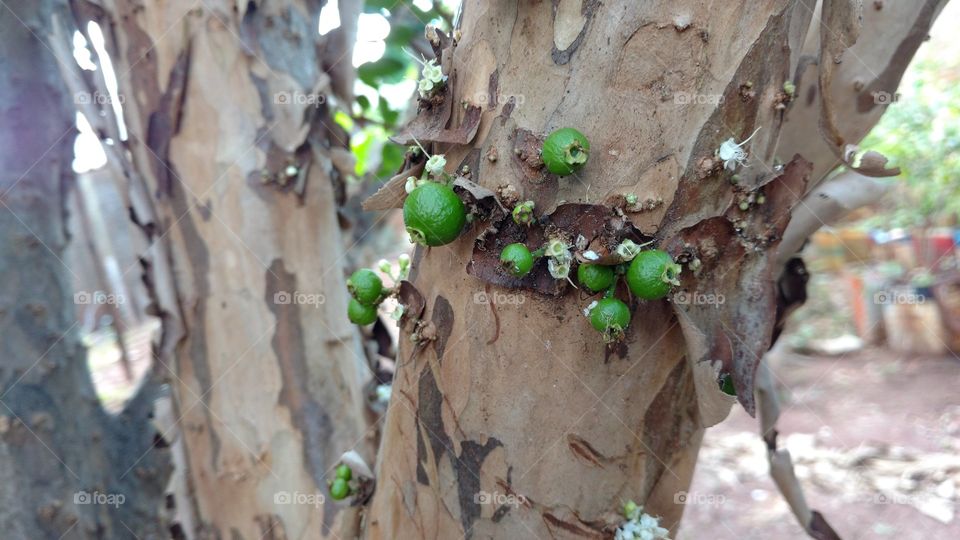 Os verdes frutos da jabuticabeira ainda no caule.