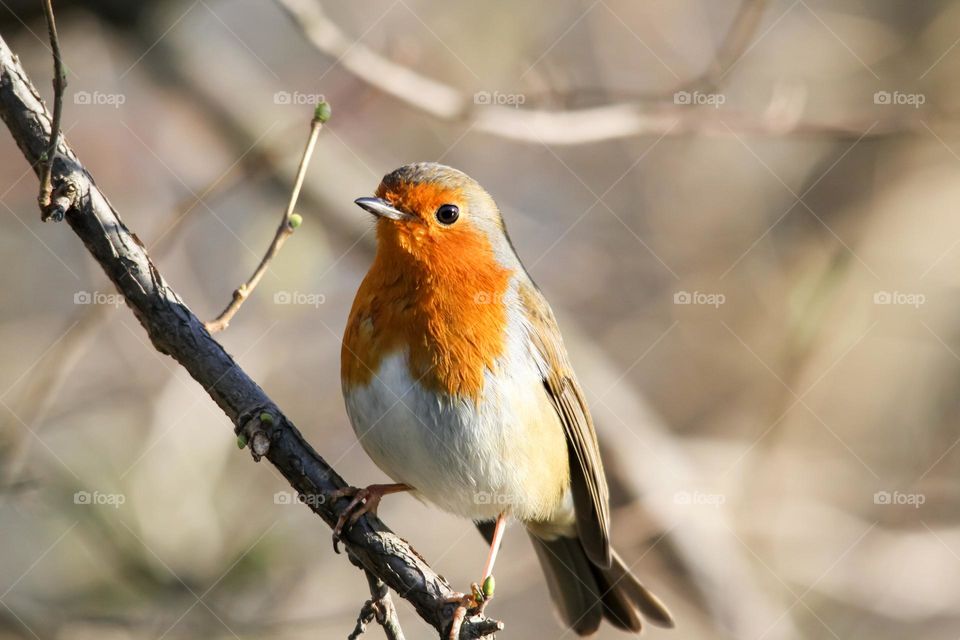 the bird is watching something on the branches