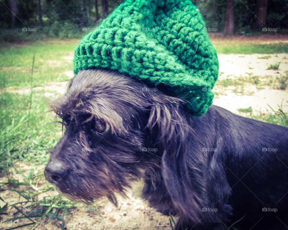 Rastafarian doggy  