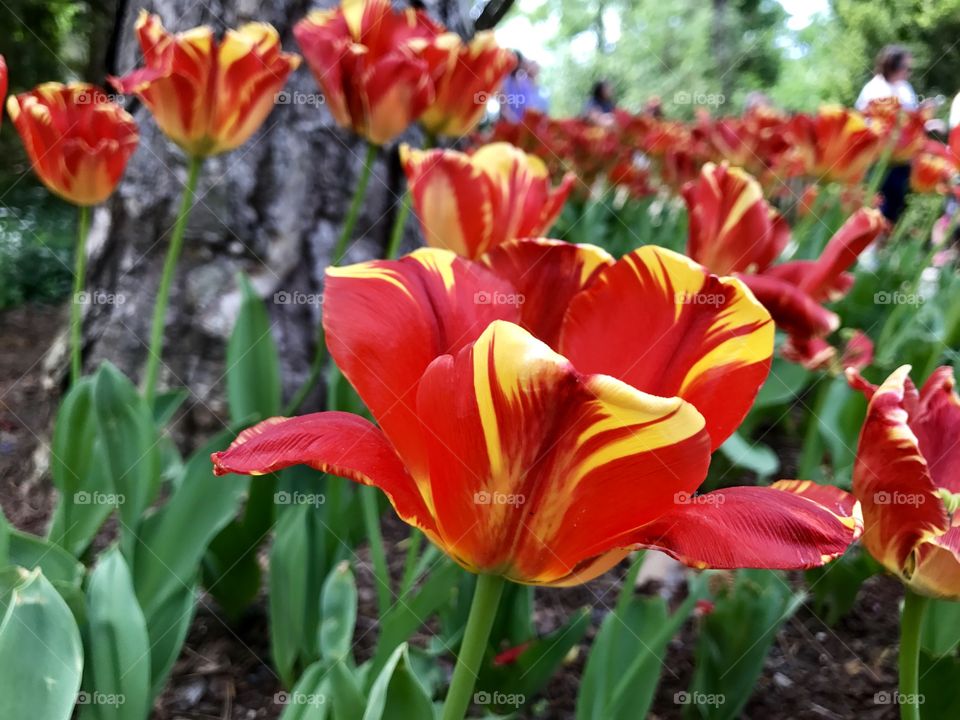 Tulip