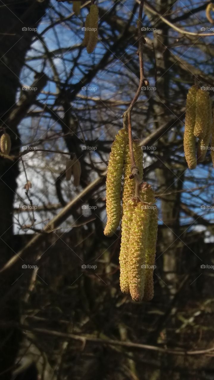 Catkins hanging on a bare tree