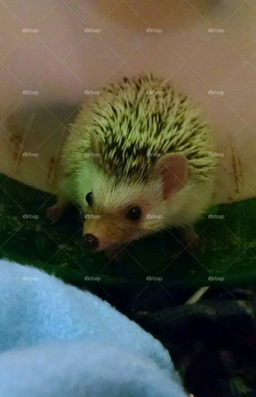 Cute hedgehog sitting in her wheel.