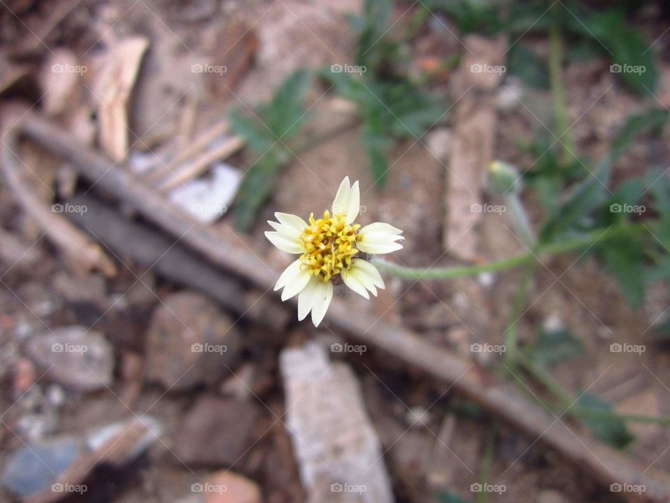 Small Flower