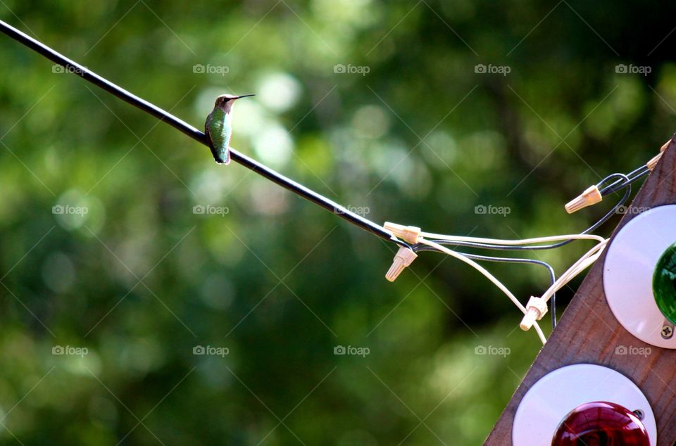 Hummingbird on Wire