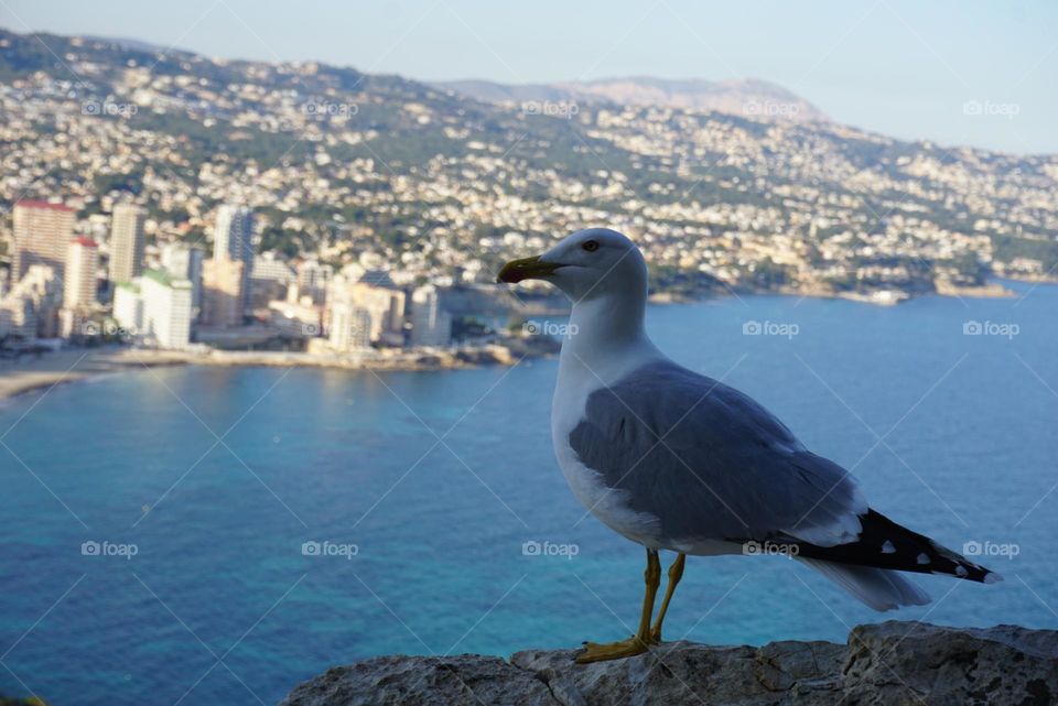 Seagull#sea#view#animal