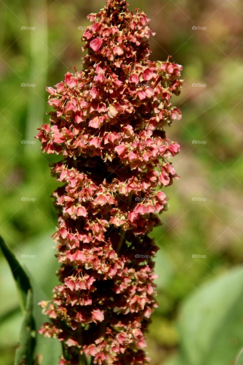 Pink Flowering Desert Plant