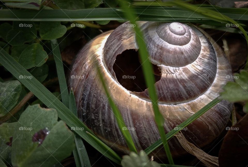 forest floor