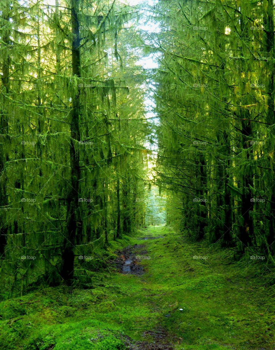 An Eerie forest in Co Fermanagh Northern Ireland. Evergreen forest