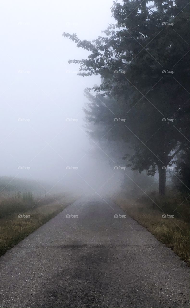 Countryside landscape with a country tree lined road between the farmfields covered in a thick morning fog