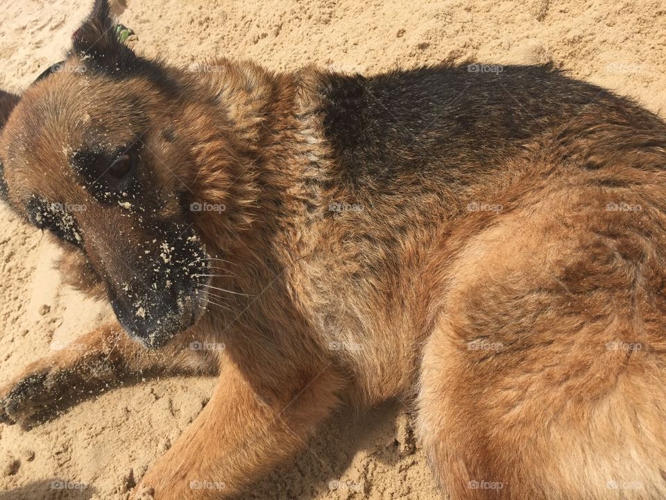 Dog playing