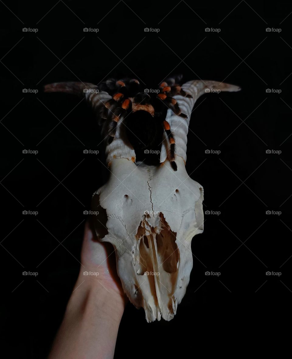 Brachypelma smithi sitting on a goat skull on a dark background