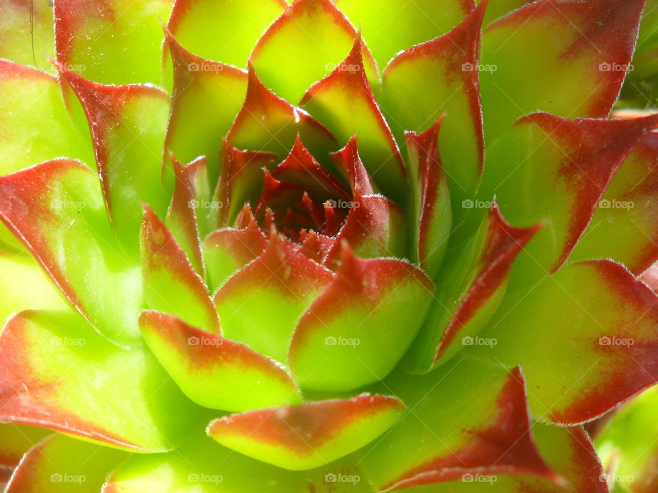 Background of sempervivum cactus