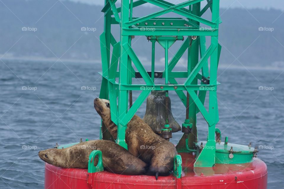 Stellar sea lions