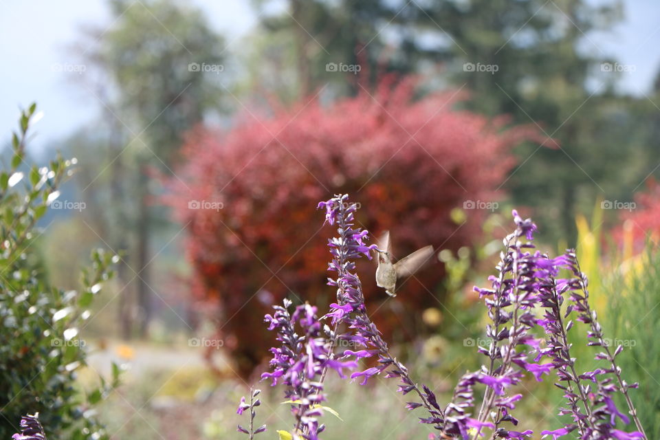 Watching the hummingbird flipping around the flowers 