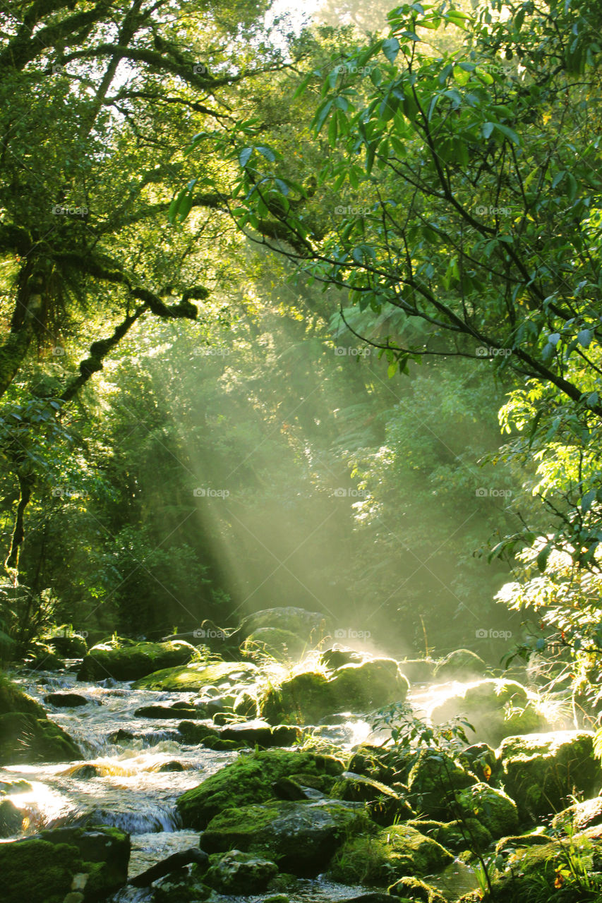 Sunlight reflecting on the trees in the forest