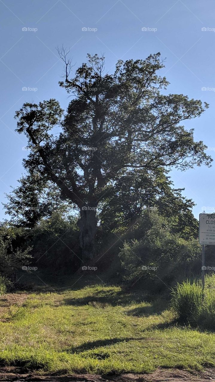 Devil's Tree in New Jersey