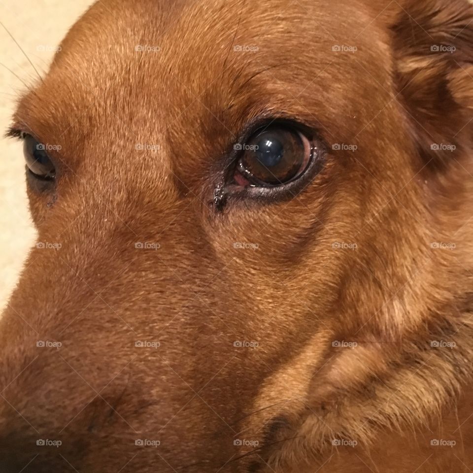 Close up of mixed breed Labdrador dog
