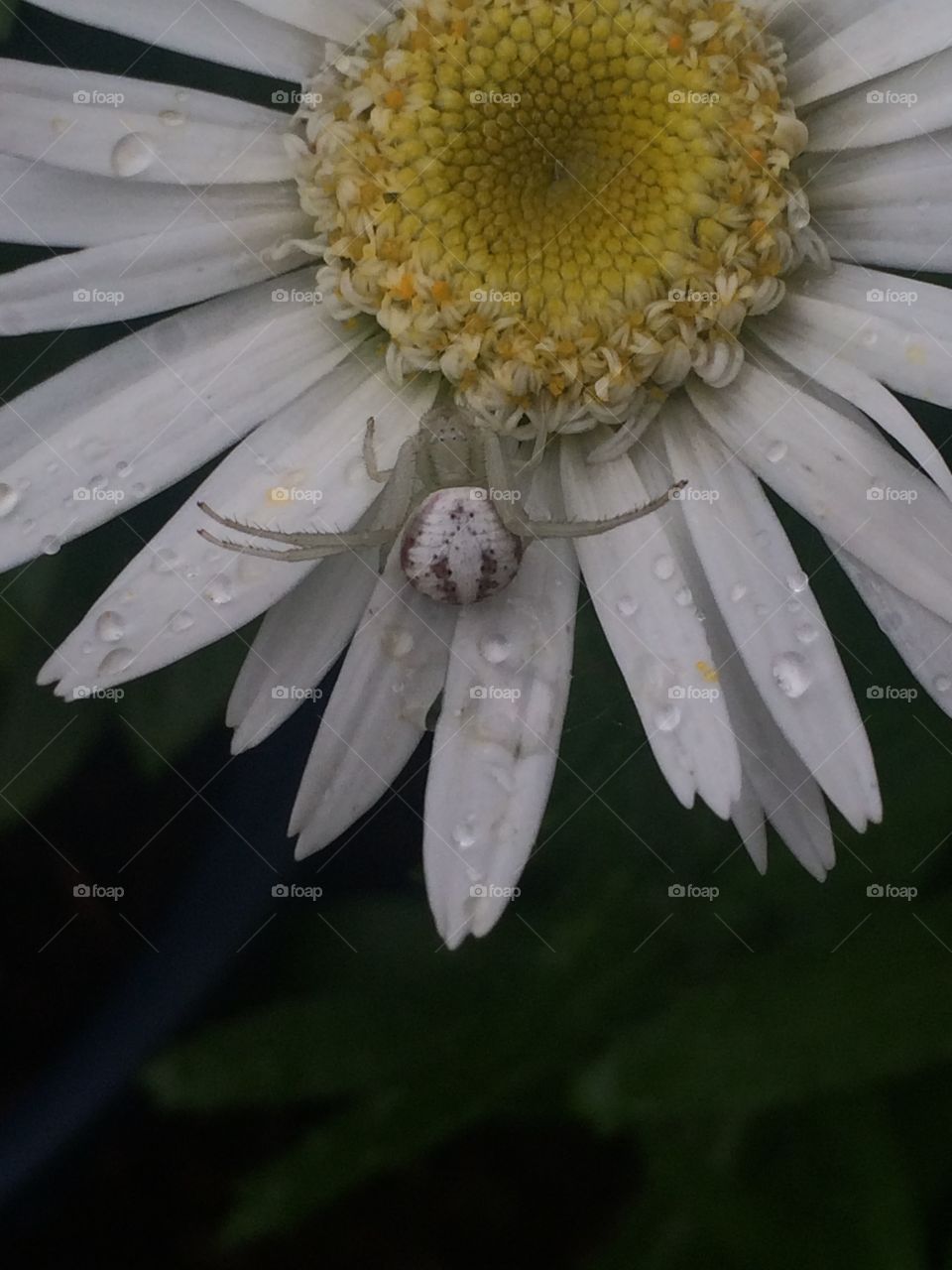 Spider on Daisy. A white garden spider on a white Shasta daisy, right after a storm.