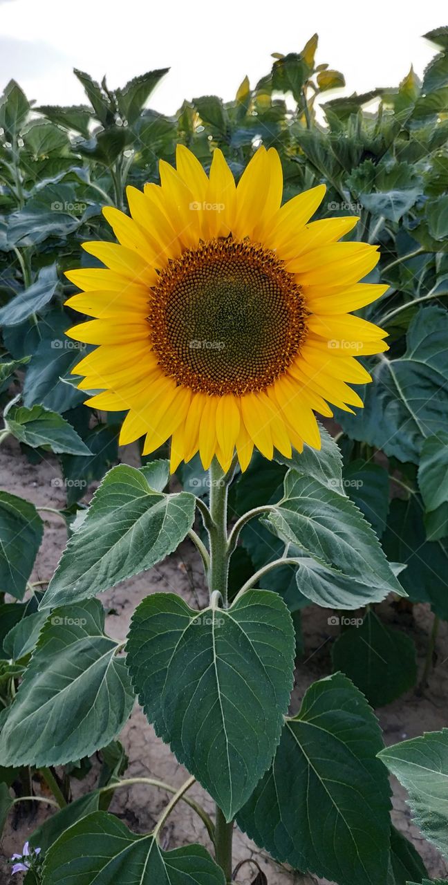 the most beautiful remember is this sunflower