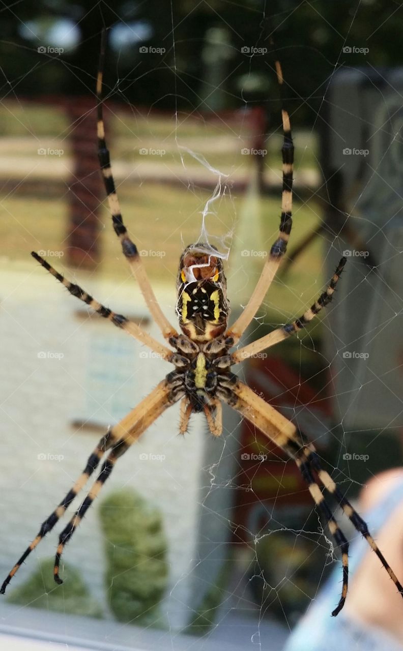 Orb spider close up