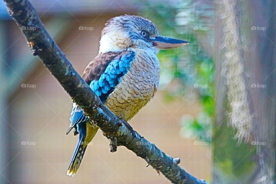 Blue Winged Kookaburra Bird 